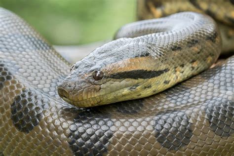 This Up Close Footage Of A Crawling Anaconda Shows Just How Huge They