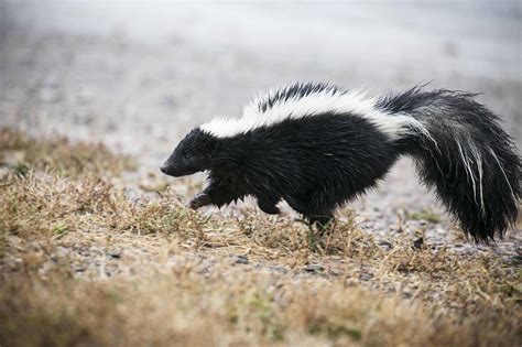 That Smell The Species Of Skunks You Didn T Know Existed Furbearer Conservation