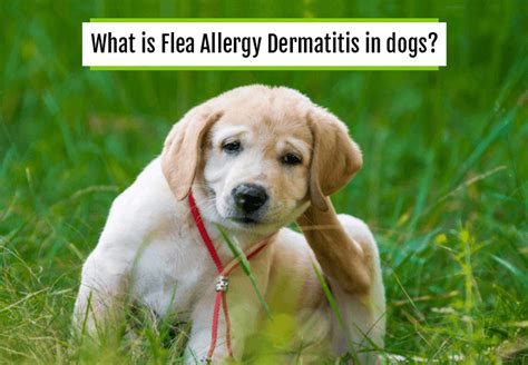 What Is Flea Allergy Dermatitis In Dogs Petcaresupplies Blog
