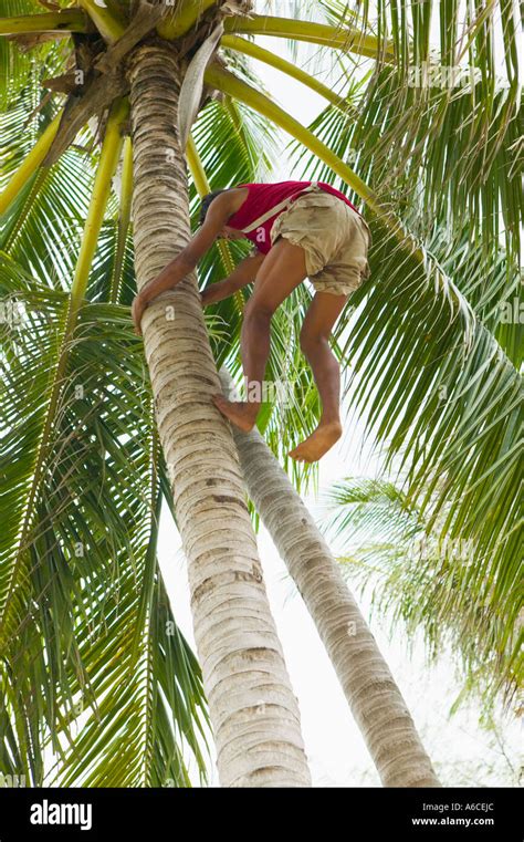 Man Climbing A Coconut Tree In Thailand Stock Photo Alamy