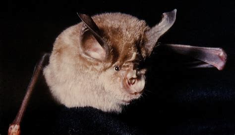 Are Bats Blind Learn About Bats