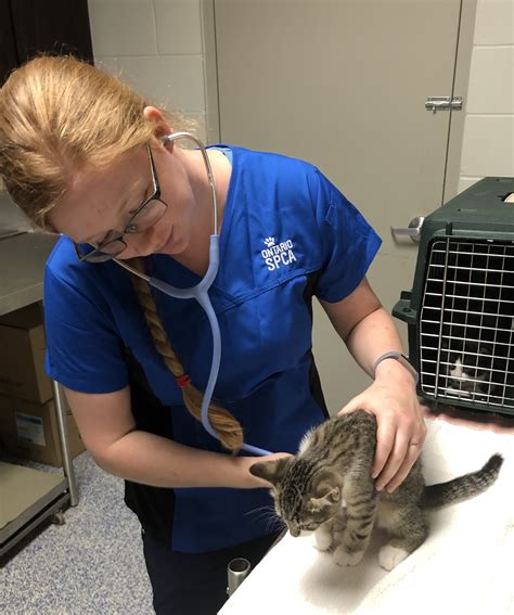A Day In The Life Of An Ontario Spca Registered Veterinary Technician