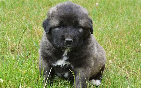 Caucasian Mountain Puppies Breed Information And Puppies For Sale