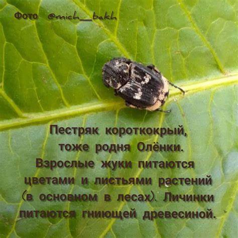 На сколько можно похудеть питаясь один раз в день