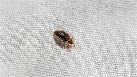 How Pest Control Treat Bed Bugs School Of Bugs