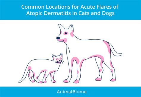 Managing Atopic Dermatitis In Dogs And Cats Animalbiome