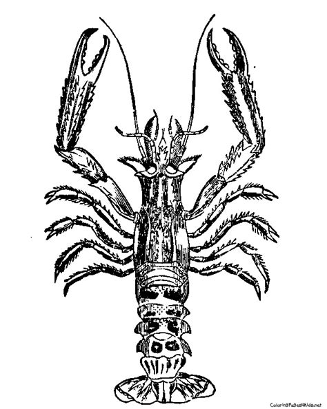 See more ideas about coloring pages, boat, fishing boats. Lobster Coloring Pages - GetColoringPages.com