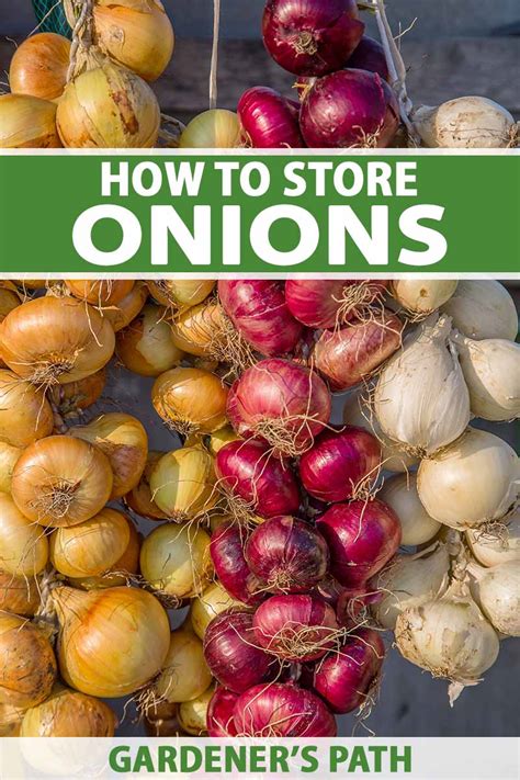 How To Store Homegrown Onions Gardeners Path