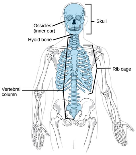 Human Axial Skeleton Biology For Majors Ii