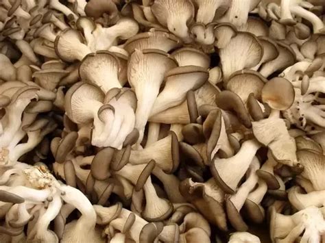 What Are The Different Types Of Edible Mushrooms Quora