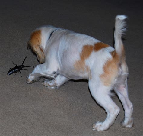 2875 x 2500 jpeg 6965 кб. Palo Verde Beetles, Huge Horny Bugs, Descend On Arizona ...