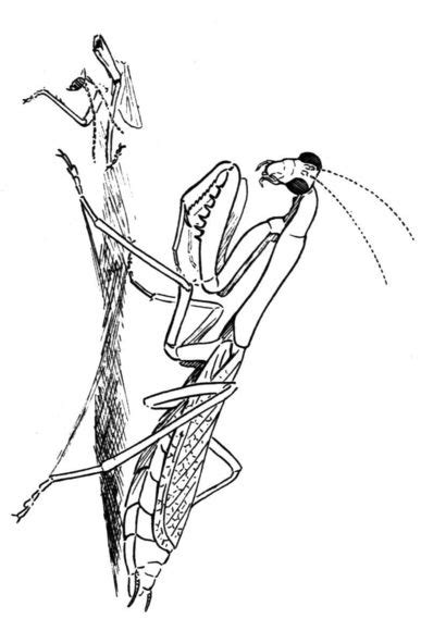 Baby coloring pages animal coloring pages free printable coloring pages praying mantis symbolism mantis tattoo mantis religiosa insect tattoo butterfly illustration tattoo stencils. Carolina Praying Mantis Coloring Page | Praying mantis ...