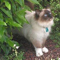 Depending on the purpose of raising, prices of birmans may vary greatly. Cat Breed Selector | Types of Cats UK | WHISKAS® UK