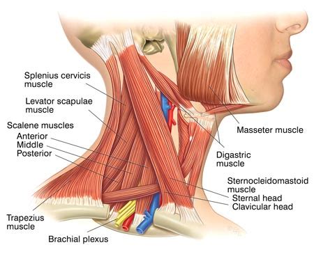 If your pain is interfering with your daily activities, such as getting in and out of bed, taking a shower or tying your shoelaces, this may be a sign it is time to seek help. Neck Anatomy Page 10