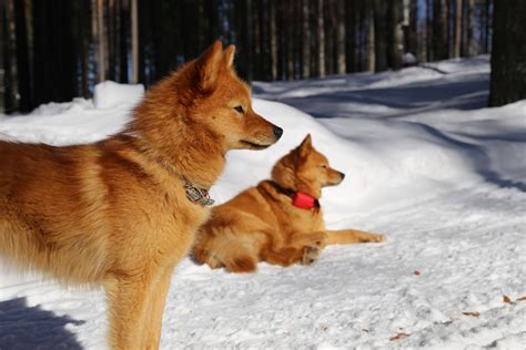 Publié par unknown à 17:41. Finnish Spitz Information - Dog Breeds at thepetowners
