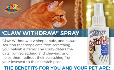 Made using easily available materials at home. Homemade Spray To Stop Cats From Scratching Furniture ...