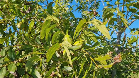 Arbol de nuez pecán Pawnee 2 de abril de 2021 YouTube