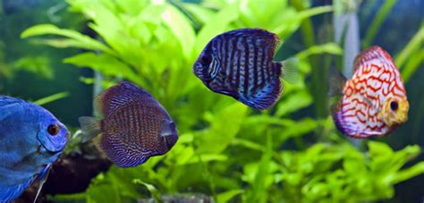 10 Most Exotic And Coolest Freshwater Aquarium Fish Aqua Movement