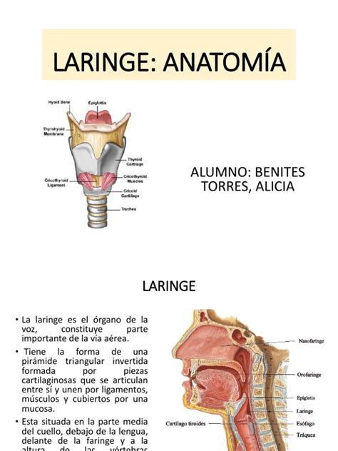 Laringe Anatomia Laringe Garganta Humana