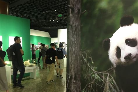 Giant Panda Conservation Success Of China And Worlds Zoos Celebrated