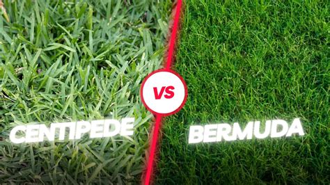 Centipede Vs Bermuda Grass A Comprehensive Comparison Backyard Fanatics