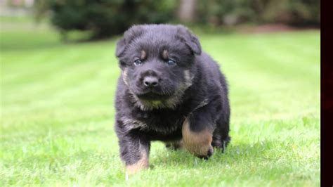 63 Black And Tan German Shepherd Puppies For Sale L2sanpiero
