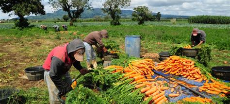 Rural Latin American And Caribbean Areas Need Targeted Agricultural Policies Investments Un