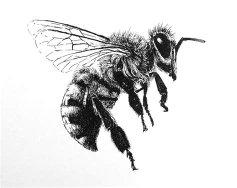 How to draw bees, as well as realistic or illustrative bees. How to Draw a Bee with Pen and Ink
