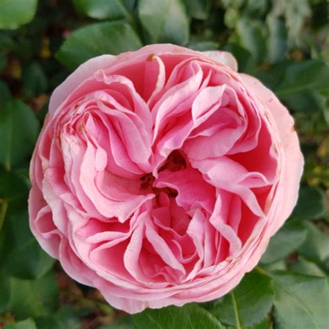 Giardina Rose Eastcroft Roses