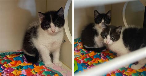 Kittens Dropped Off At Local Shelter Waiting To Grow Bigger So They Can