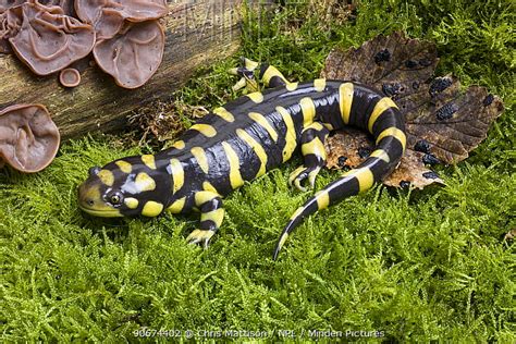 Minden Pictures Stock Photos Barred Tiger Salamander Ambystoma