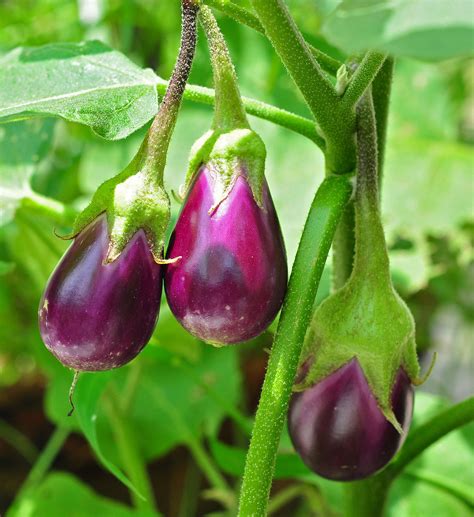 Do not plant eggplant transplants into the garden until after the last threat of frost. Plant Guide: Eggplant ~ Bees and Roses