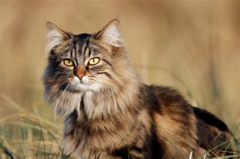 Norwegian Forest Cat Vs Domestic Longhaired Cat Breed Comparison