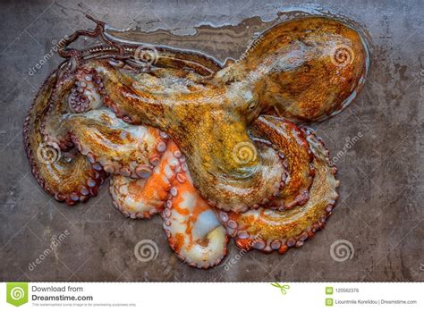 Whole Raw Octopus On A Black Stone Table Concept Healthy Food Fresh