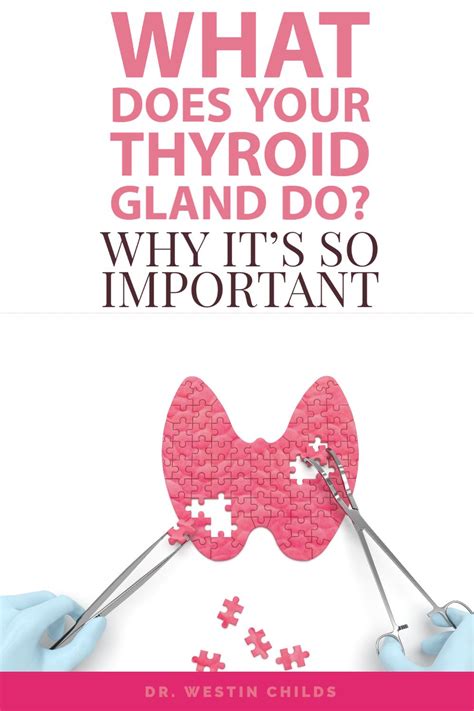 Hyperthyroidism, overactive thyroid, may cause anything from weight loss to. What Does your Thyroid Gland Actually Do? Why it's so ...