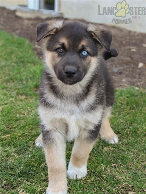 Owen/german shepherd greenfield puppies has been providing customers with a way to contact dog breeders directly. Rodger - German Shepherd/Husky Puppy for Sale in Bellefonte, PA | Lancaster Puppies | Husky ...