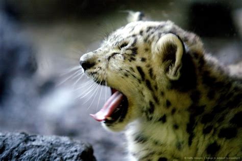 Image Detail For New Baby Snow Leopard Makes His Debut At Nys Bronx Zoo Baby Snow Leopard