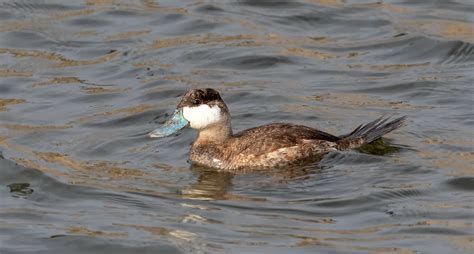 Ruddy Duck San Diego Bird Spot