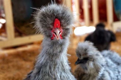 Funny Looking Chicken Breeds The Hen S Loft
