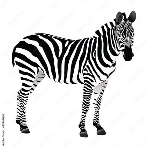 Zebra Stock Vector Adobe Stock