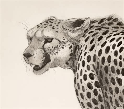 Cheetah Portrait 2021 The Art Of Aaron Blaise