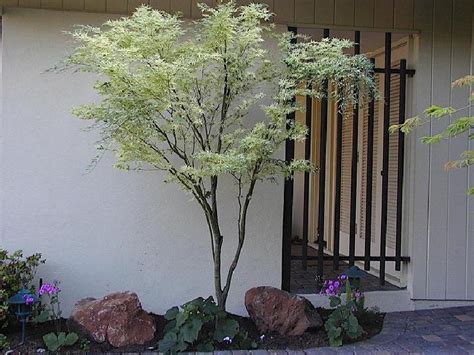 Acer palmatum - Butterfly Japanese Maple Tree Blerick ...