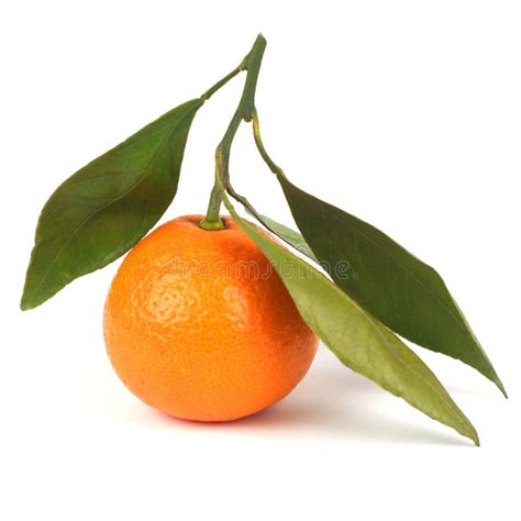 Ripe Juicy Orange Mandarin With Leaves Isolated On A Whiteripe Stock