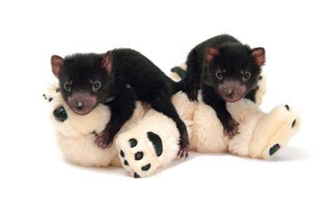 Bebés de diablo de Tasmania disfrutan jugando y enamoran a ...