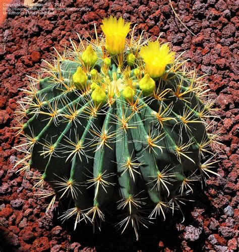 Cactus flowering secrets | top 5 cacti with 100% blooming. PlantFiles Pictures: Arizona Barrel, Candy Barrel ...