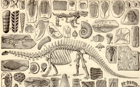 Dinosaurs Paleontology Antique Print Vintage Lithograph Palaeontology Fossils Poster