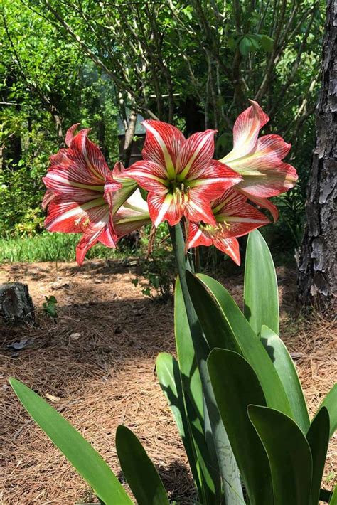 How To Grow And Care For Amaryllis Hippeastrum Gardeners Path