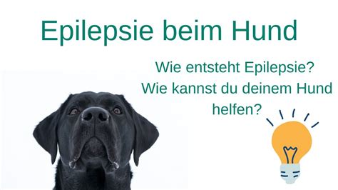 Epilepsie Beim Hund Anzeichen Ursachen Und Symptome