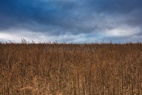 Abandoned Field With Withered Tall Grass And Weeds Dark Dramatic Sky