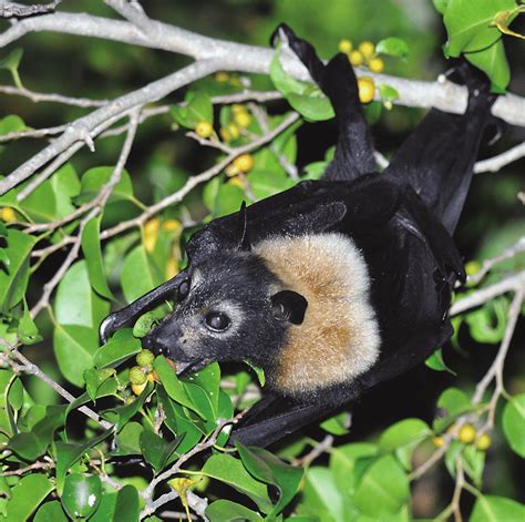 One Of The Reservoirs Of Hendra Virus A Spectacled Flying Fox